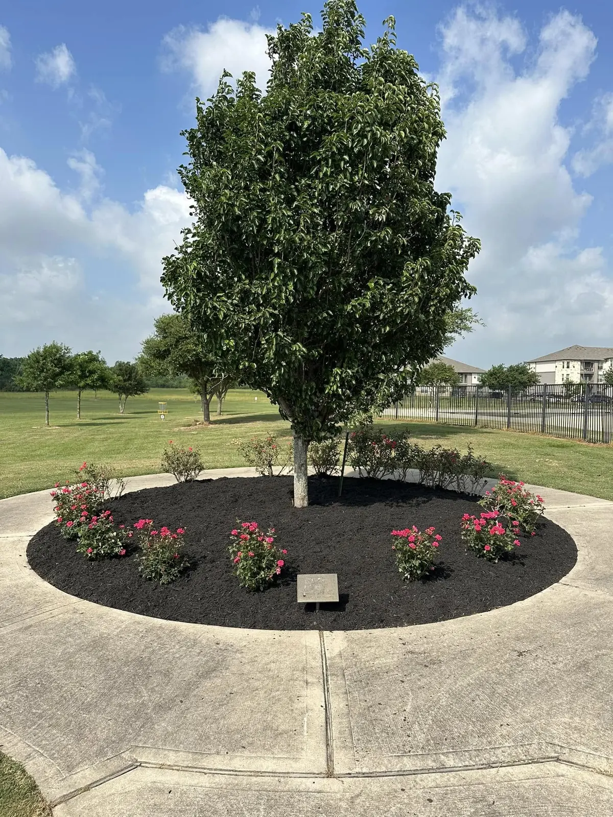 Fresh commercial common-area tree bed with mulch and seasonal color