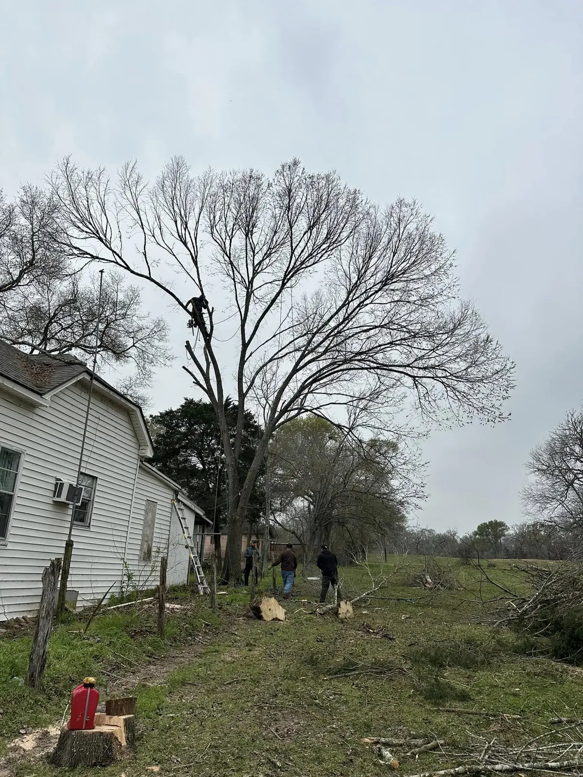 Sectional tree removal in progress beside a home