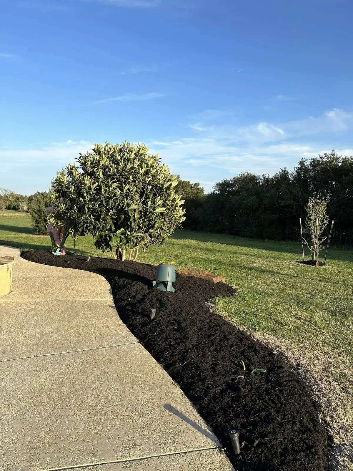 Curved residential mulch bed around established and newly planted trees