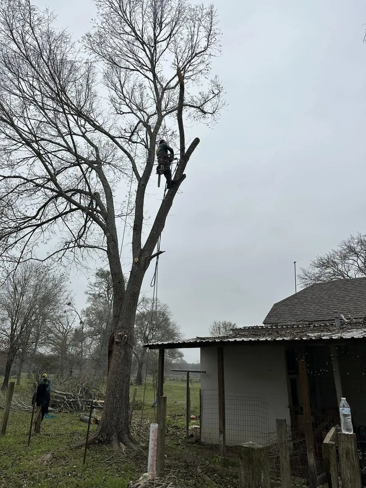 Climber completing a sectional tree removal beside an outbuilding