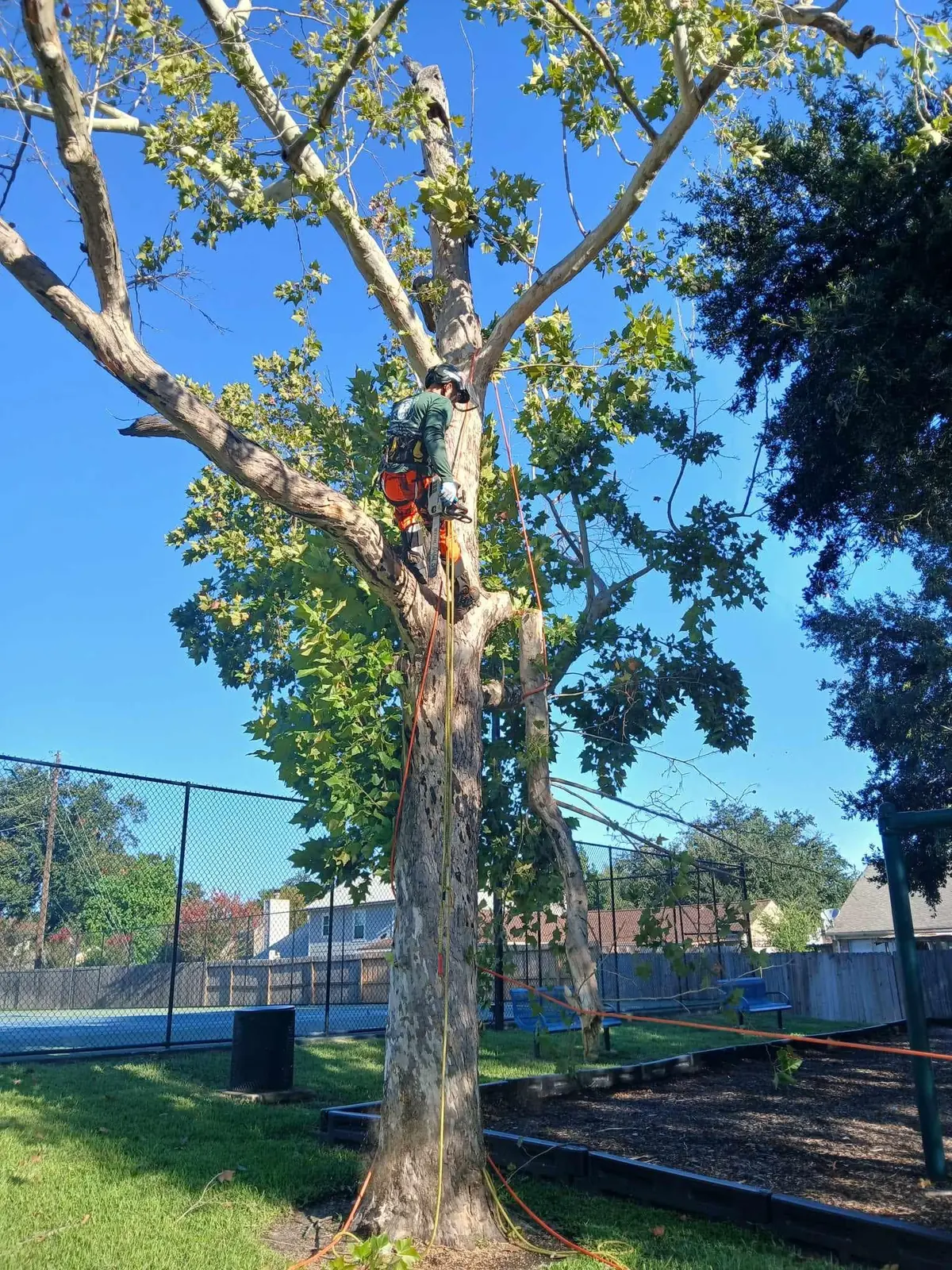 Sectional tree work beside a commercial common area