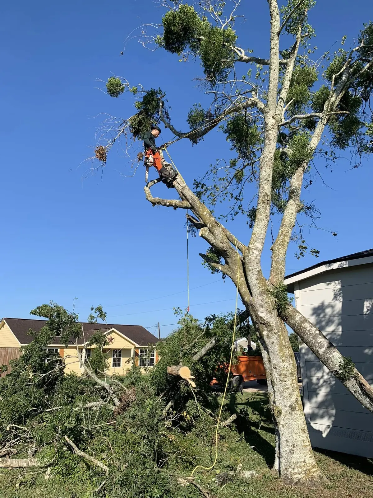 Climber sectioning a large tree beside homes