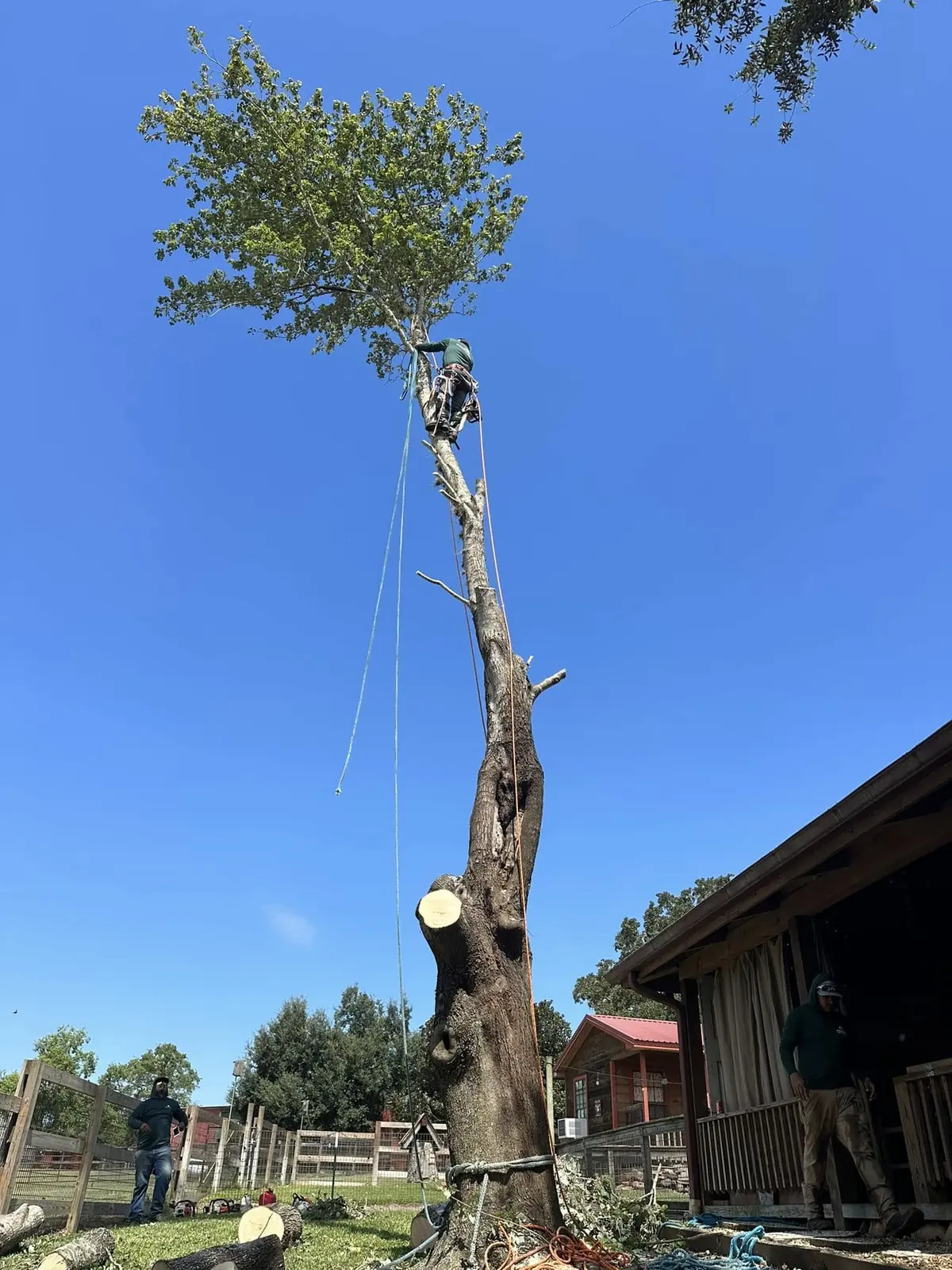 Climber rigging sections from a tall tree removal