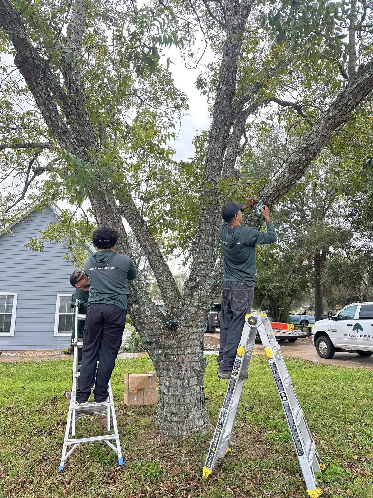 Crew installing holiday lights in mature residential trees