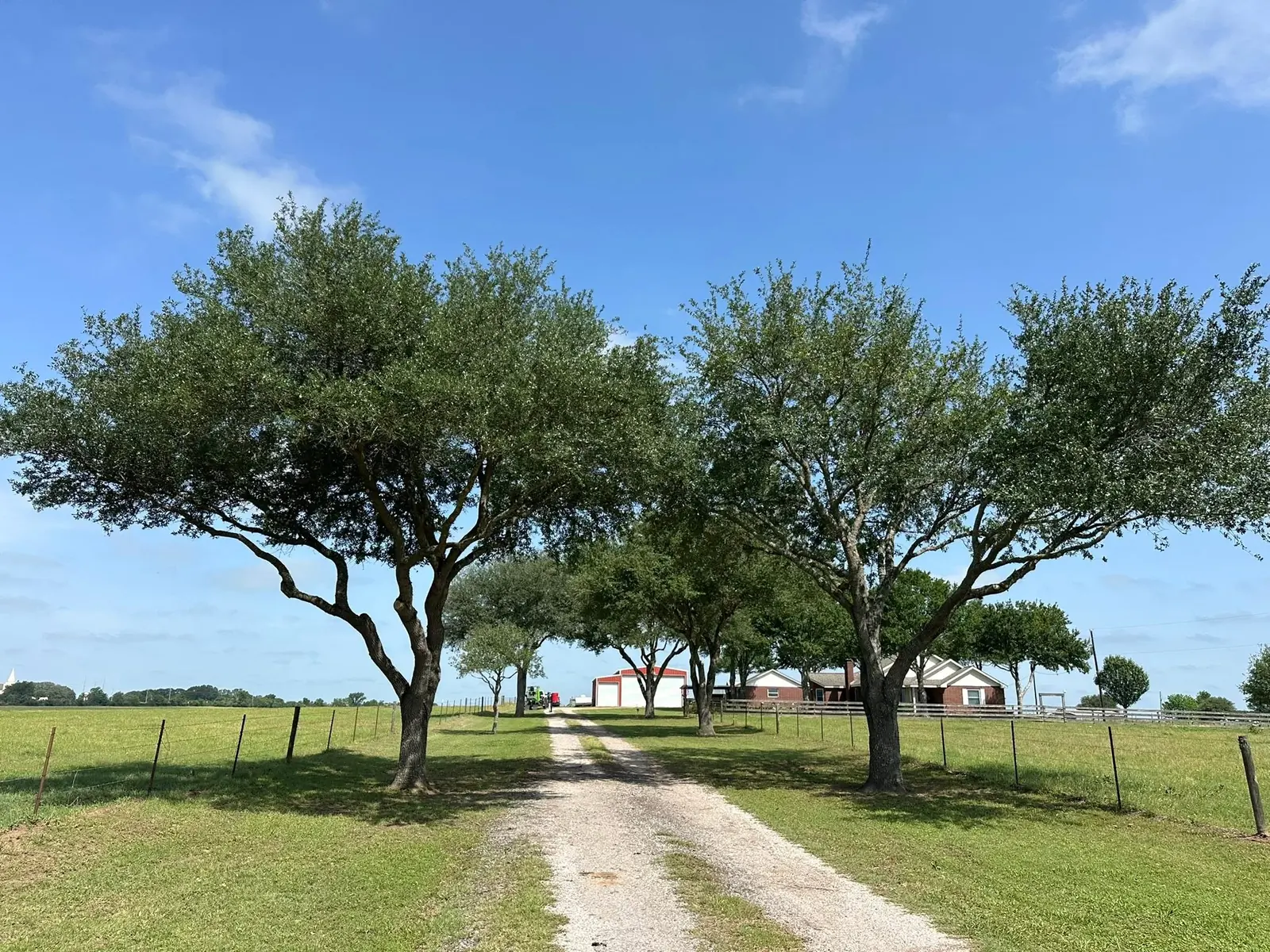 Finished view of pruned trees lining a country drive
