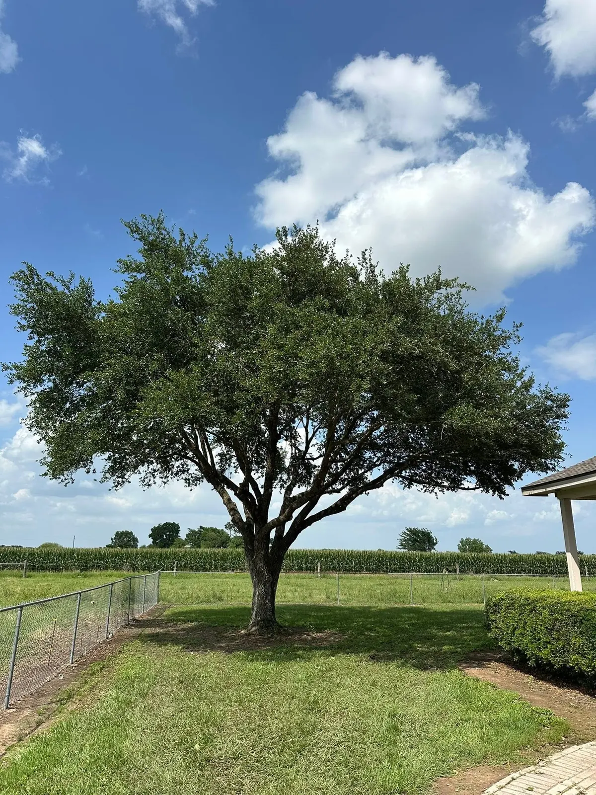 Completed tree canopy beside a home and open field
