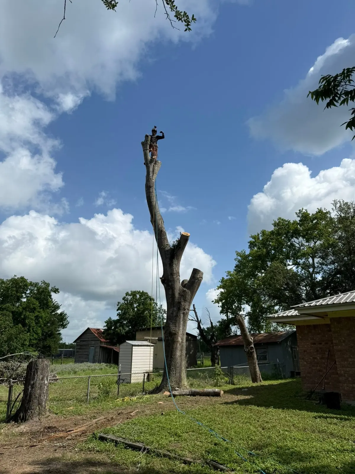 Climber completing a sectional tree removal on a stripped trunk
