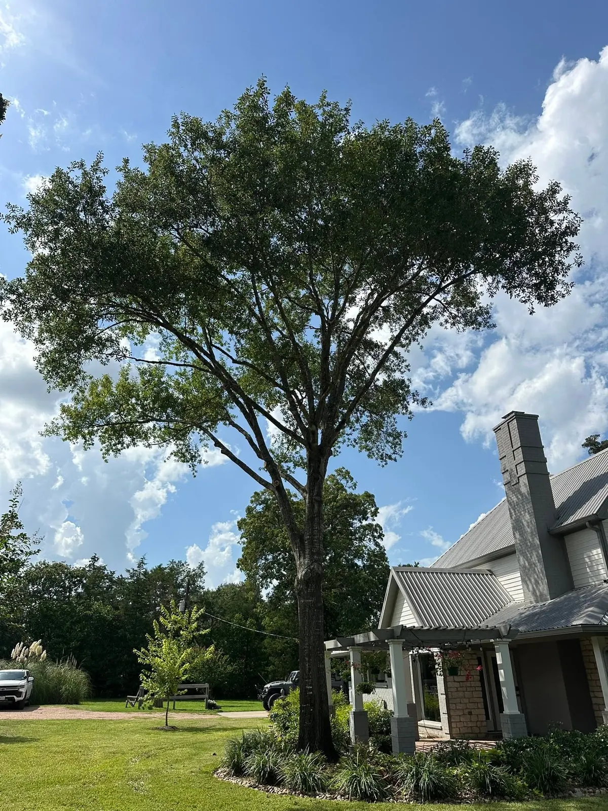 Finished mature-tree canopy beside a well-kept home