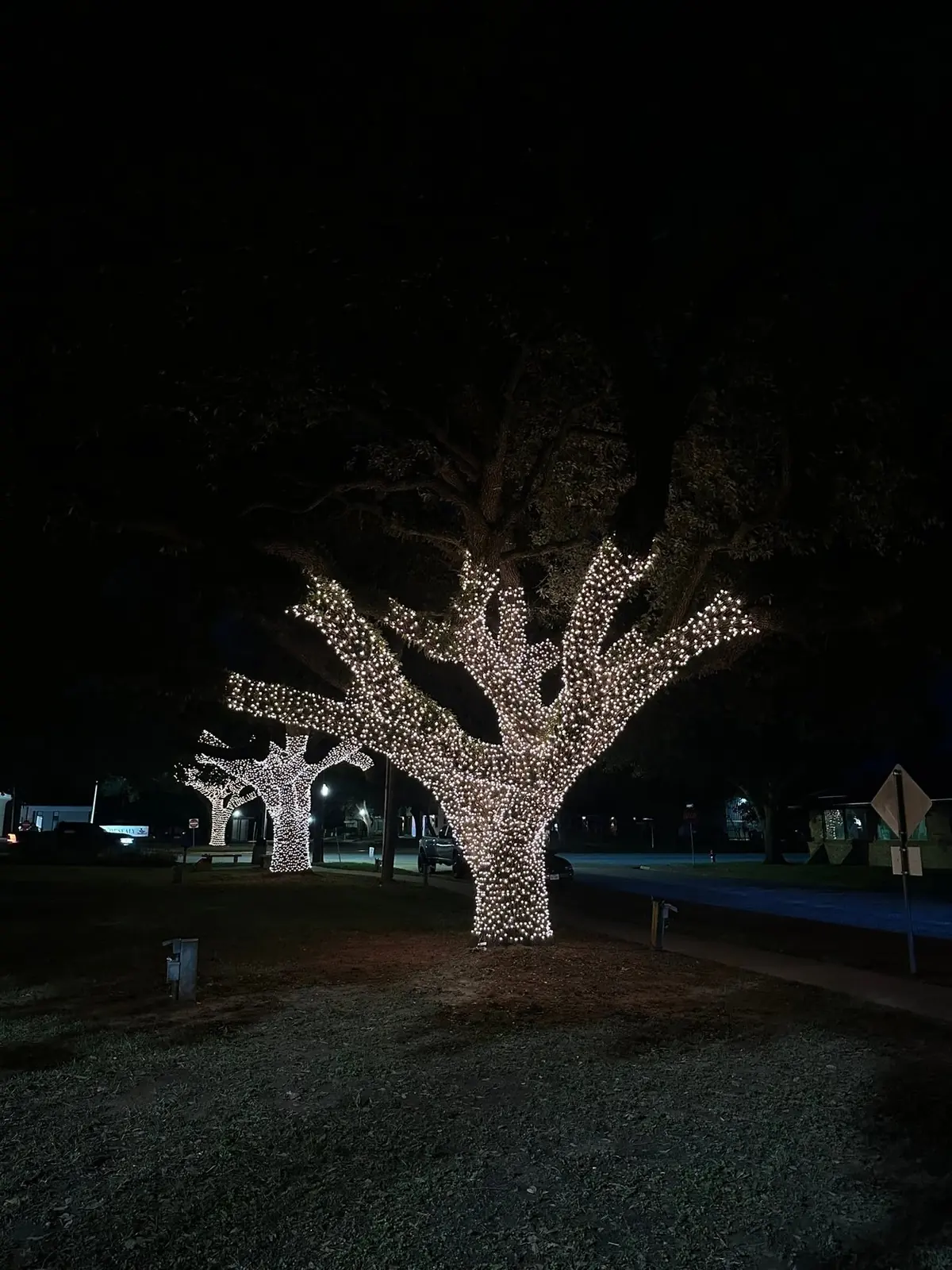 Warm white holiday lights wrapped around trees along a roadway