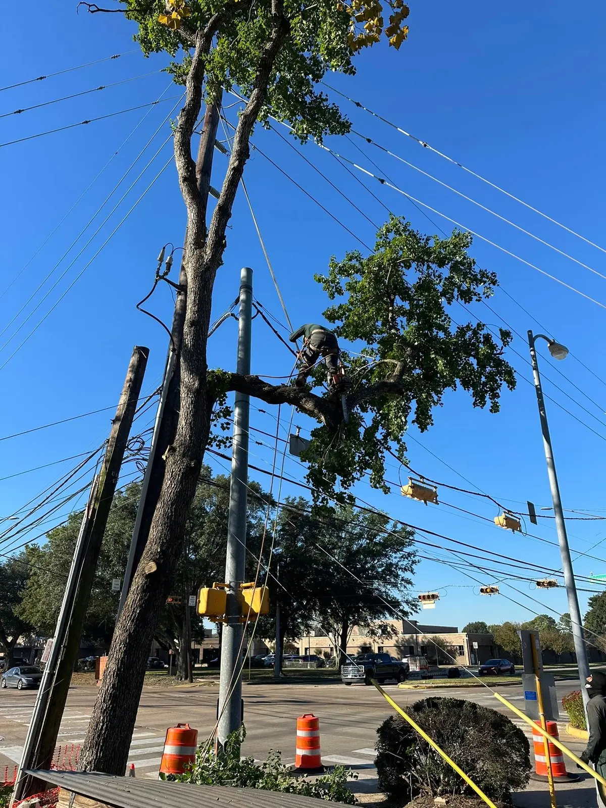 Sectional tree removal in progress along a public-facing corridor