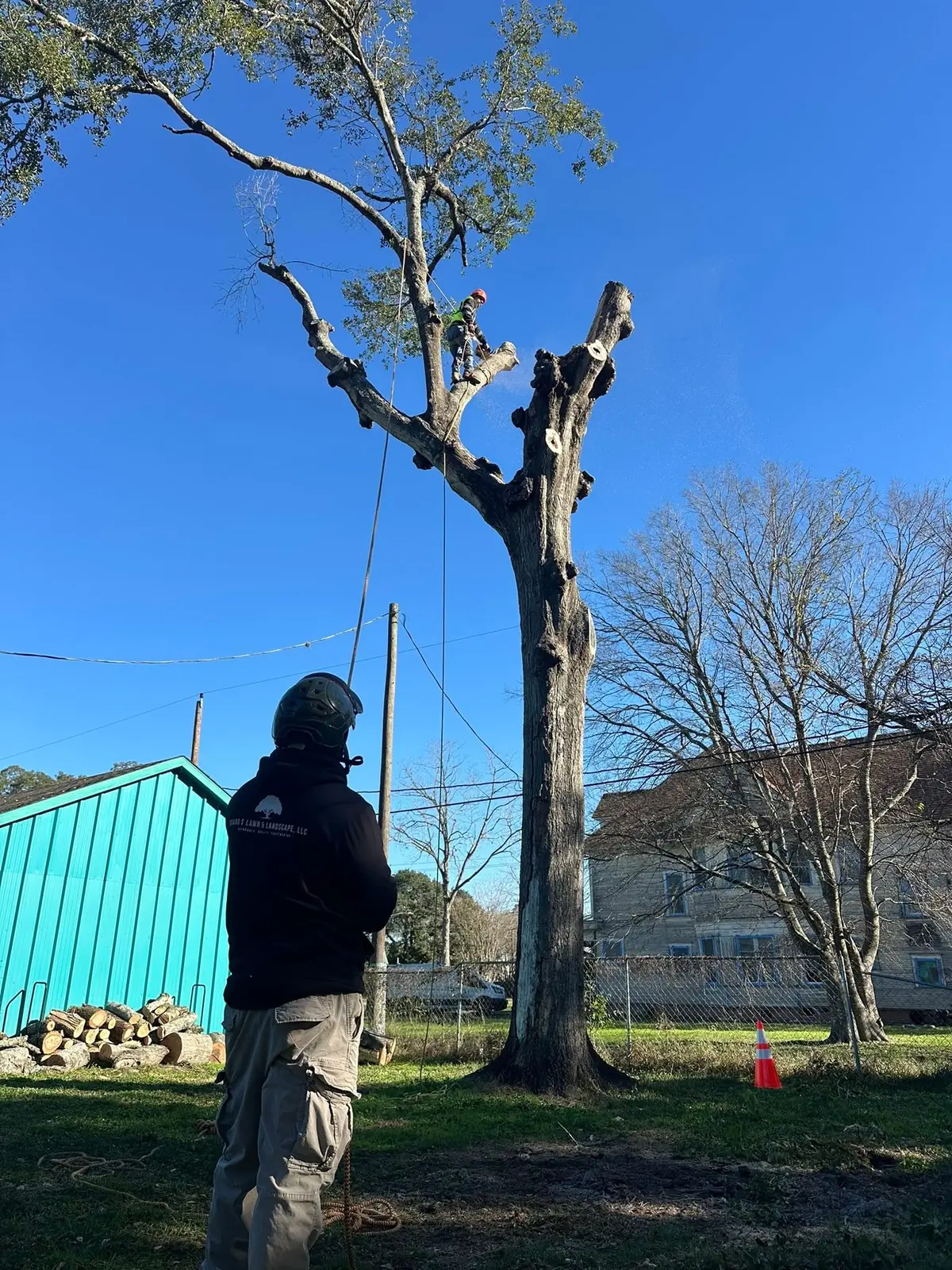 Ground crew and climber dismantling a backyard tree