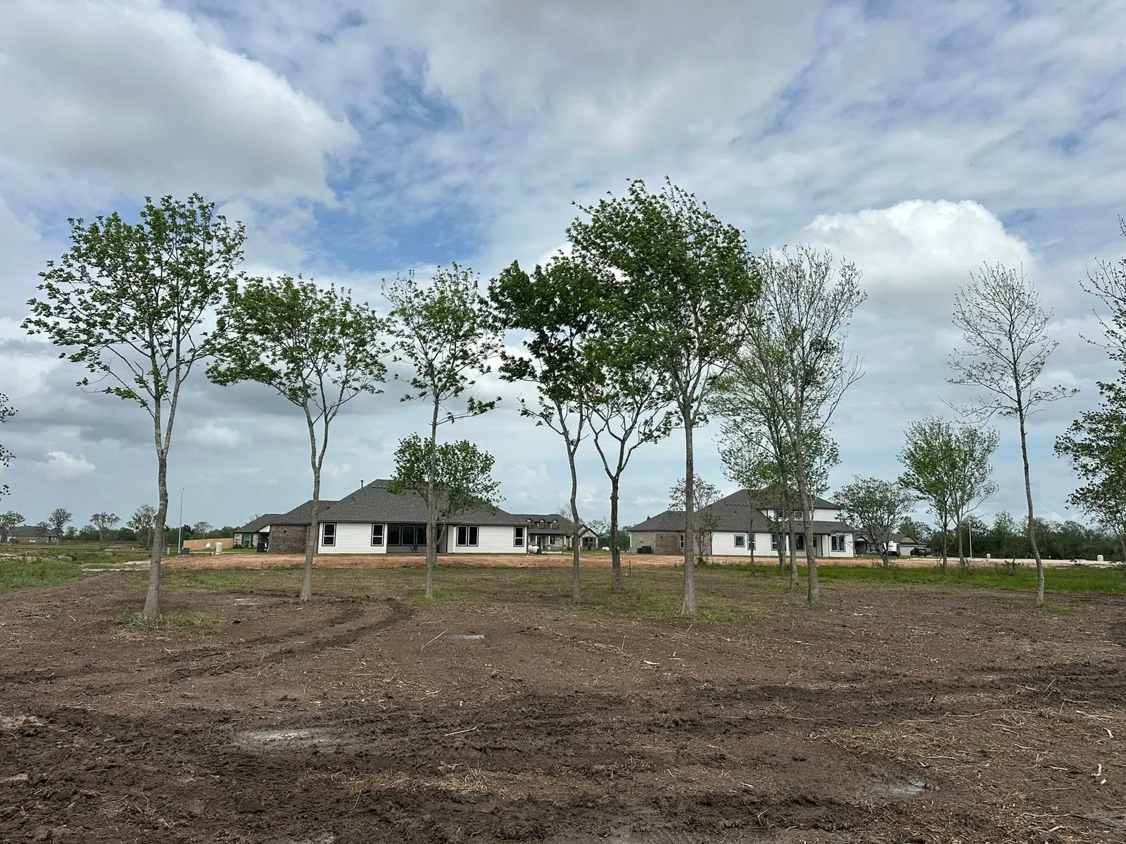 Rows of newly installed trees across a large development site