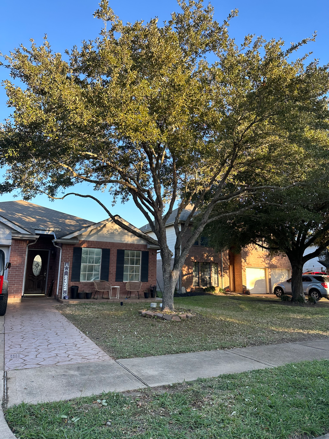 Mature tree and maintained lawn at an established property