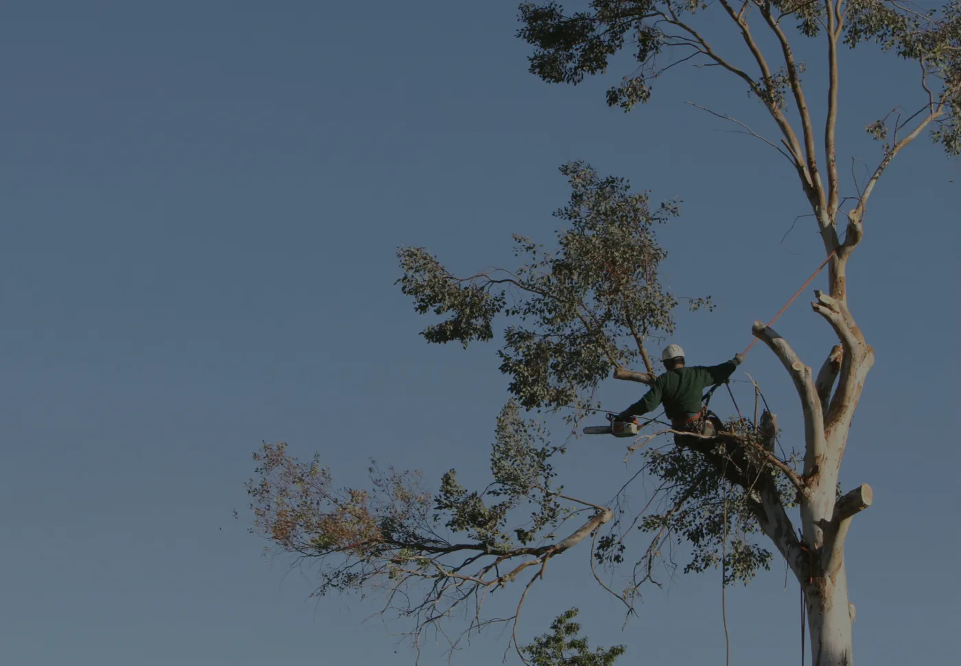 Tree crew working high in a mature tree